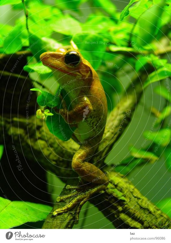 Climbing Frog Wasserfrosch Tier Zoologie springen Kaulquappe grün braun Pflanze Küssen hüpfen Farbe Muster beige Frühling Bach Fragen feucht knotig Teich Sumpf
