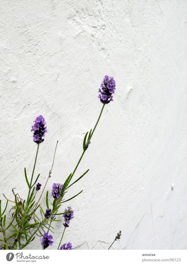 Mottengift (1. Teil) Lavendel Pflanze grün Balkon Wand Putz Wohnung schön Landschaft Dekoration & Verzierung Sommer blüte. lila Natur Duft mottengift
