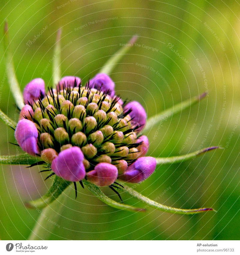 lila Blümchen Blühend Pflanze Blume Blüte Wachstum Makroaufnahme bestäuben Frühling Sommer violett grün Blumenstrauß Biene Frühlingsgefühle schön zart Botanik