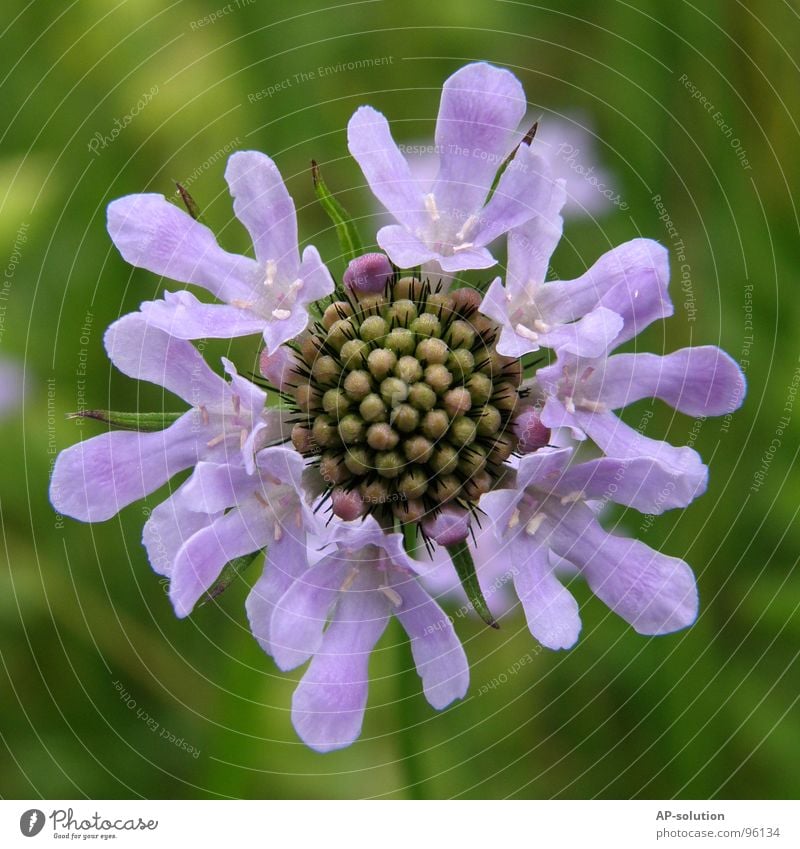 violettes Blümchen Blühend Pflanze Blume Blüte Wachstum Makroaufnahme bestäuben Frühling Sommer grün Blumenstrauß Biene Frühlingsgefühle schön zart Botanik