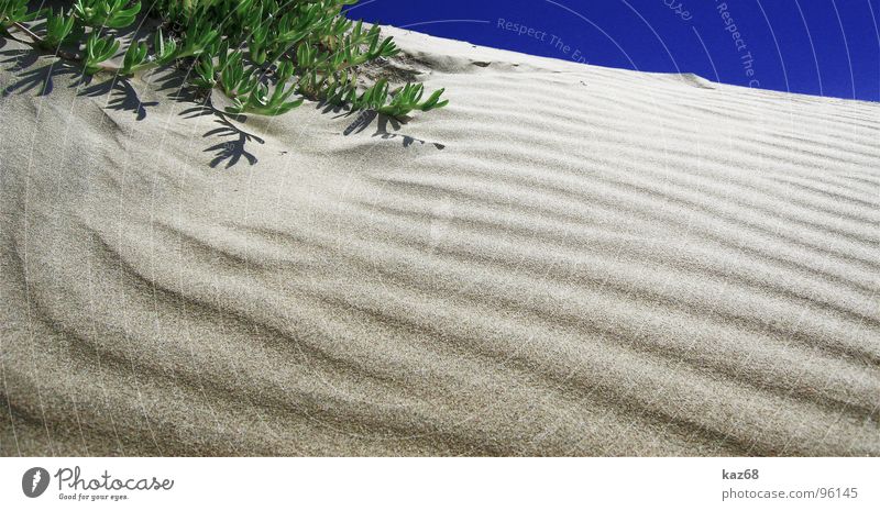 Die Wüste lebt grün Ferien & Urlaub & Reisen braun Pflanze gelb Hintergrundbild heiß Physik brennen Oase Strand trocken Dürre ruhig Einsamkeit Platz Erde Sand