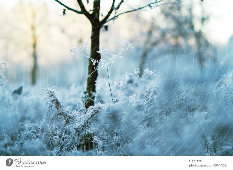 frostig schön. Umwelt Natur Landschaft Pflanze Sonne Winter Wetter Schönes Wetter Eis Frost Baum Blume Giersch Dill Feld Wald frisch kalt kuschlig natürlich