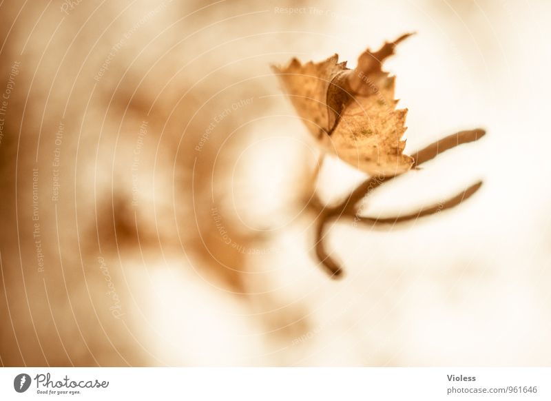 Herbstrückblick II Umwelt Natur Pflanze Baum Blatt alt verblüht natürlich braun Birke Kätzchen Fruchtstand Experiment abstrakt Silhouette Unschärfe