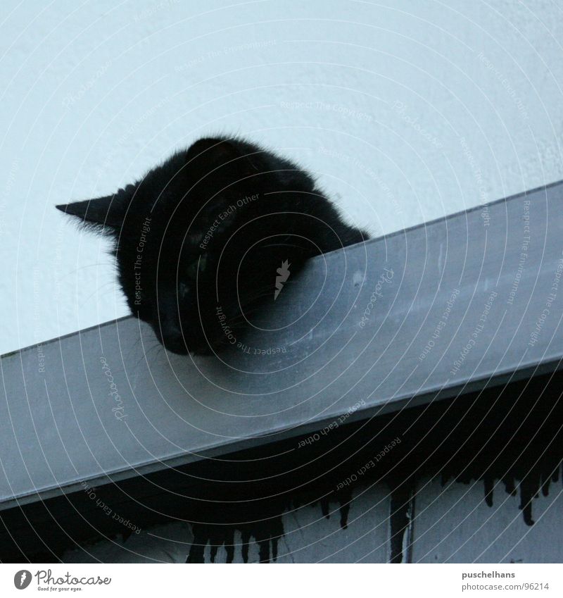die Katze auf dem Blechdach Dach schwarz Desaster Volksglaube Schüchternheit diagonal Fell Säugetier Detailaufnahme Mietz Mietze Cat blau Wegsehen Außenaufnahme