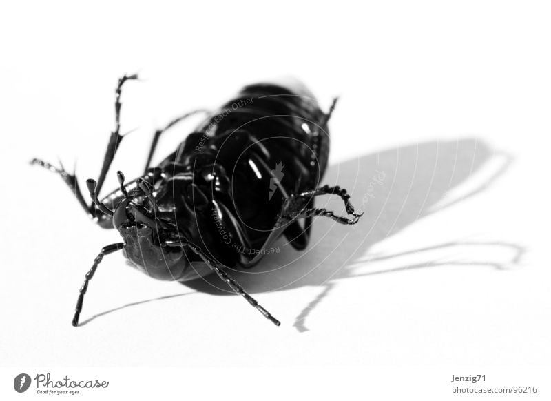 Bug is over. Schiffsbug Insekt Makroaufnahme Schädlinge Rückenlage Käfer