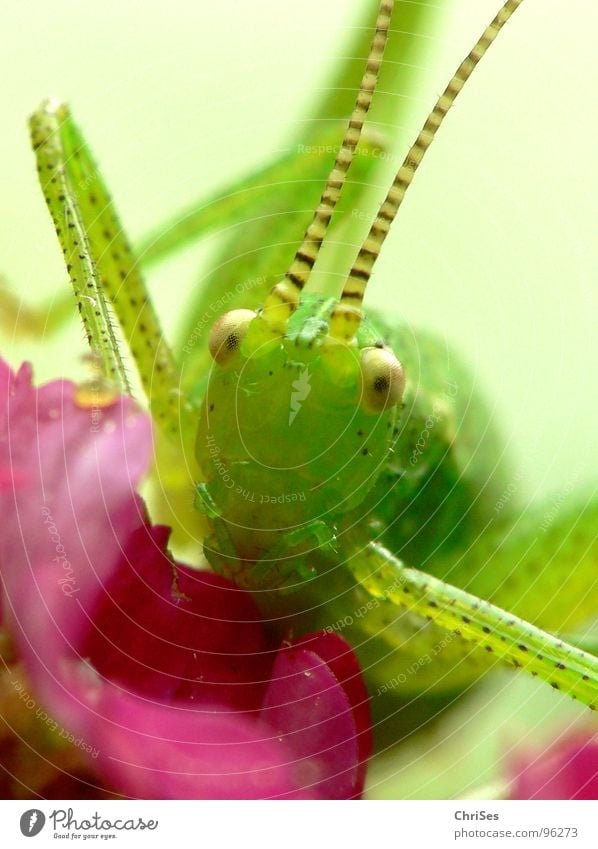 Punktierte Zartschrecke_02 Punktmuster Heuschrecke Heimchen grün rosa Fühler Sommer Insekt Tier hüpfen springen Lebewesen Gras Blüte Makroaufnahme Nahaufnahme