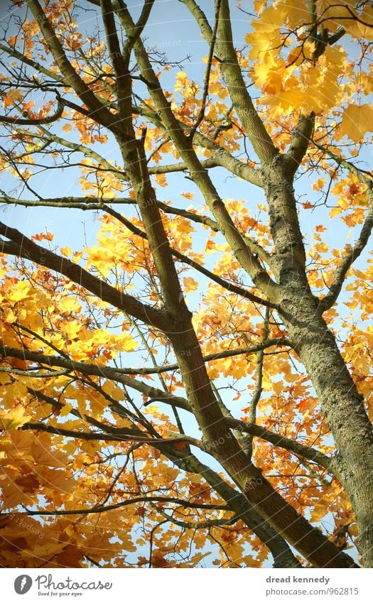 Herbstbaum 1.0 Umwelt Natur Pflanze Himmel Schönes Wetter Baum Blatt Park Feld Wald ästhetisch Zufriedenheit Idylle Stimmung Herbstlaub Ast Zweig Farbfoto
