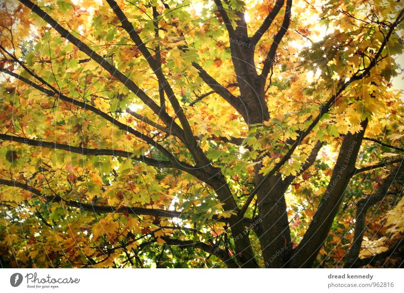 Herbstbaum 2.0 Umwelt Natur Landschaft Pflanze Schönes Wetter Baum Blatt Garten Park Wiese Wald ästhetisch gleich Idylle Stimmung Umweltschutz Herbstlaub Ast