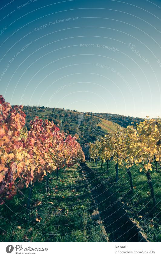 Rotwein vs. Weißwein Umwelt Natur Landschaft Pflanze Wolkenloser Himmel Sonnenlicht Herbst Schönes Wetter Sträucher Nutzpflanze Wein Weinberg Feld Hügel