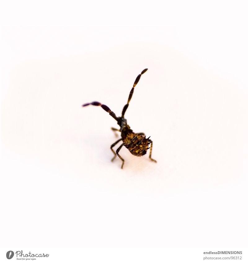 Stachelkäfer II Insekt Wanze braun gelb weiß Fühler Makroaufnahme retro Nahaufnahme Käfer Spitze Retroring