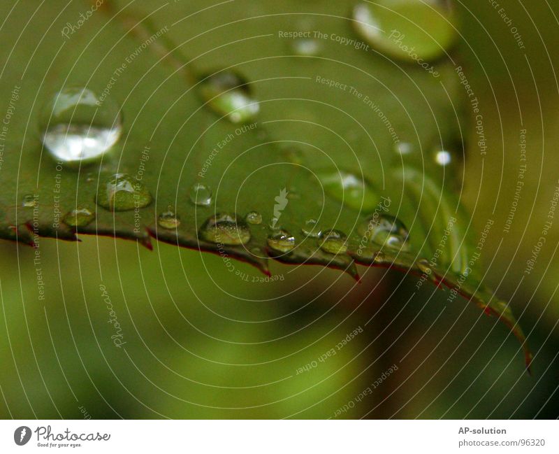 Tropfen *5 Regen Makroaufnahme frisch nass feucht Reflexion & Spiegelung grün grasgrün rund glänzend Wasser ruhig leicht perfekt Konzentration Nahaufnahme