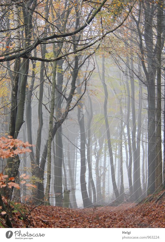 Stockwerk | dick und dünn...oben und unten... Umwelt Natur Landschaft Pflanze Herbst Nebel Baum Blatt Wildpflanze Ast Baumstamm Wald stehen dehydrieren Wachstum