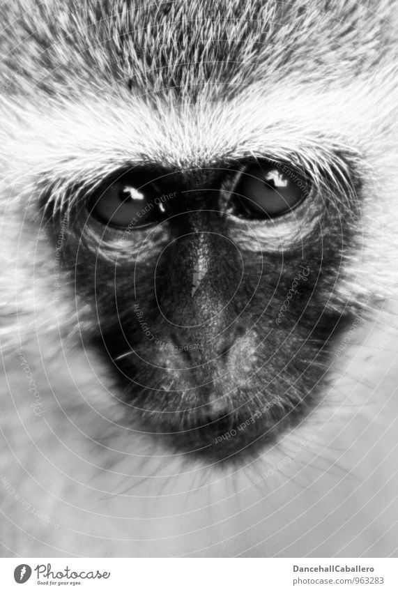 Ein Blick der... Natur Tier Nationalpark Krüger Nationalpark Südafrika Afrika Affen Meerkatzen Auge Gesichtsausdruck Tiergesicht 1 beobachten Gefühle Tierliebe