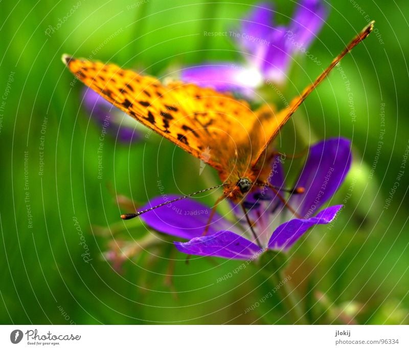 Zerschmetterling Schmetterling Muster Insekt flattern Fühler Blume Blüte Staubfäden Sammlung Stengel Pflanze Ernährung grün violett Tier Frühling