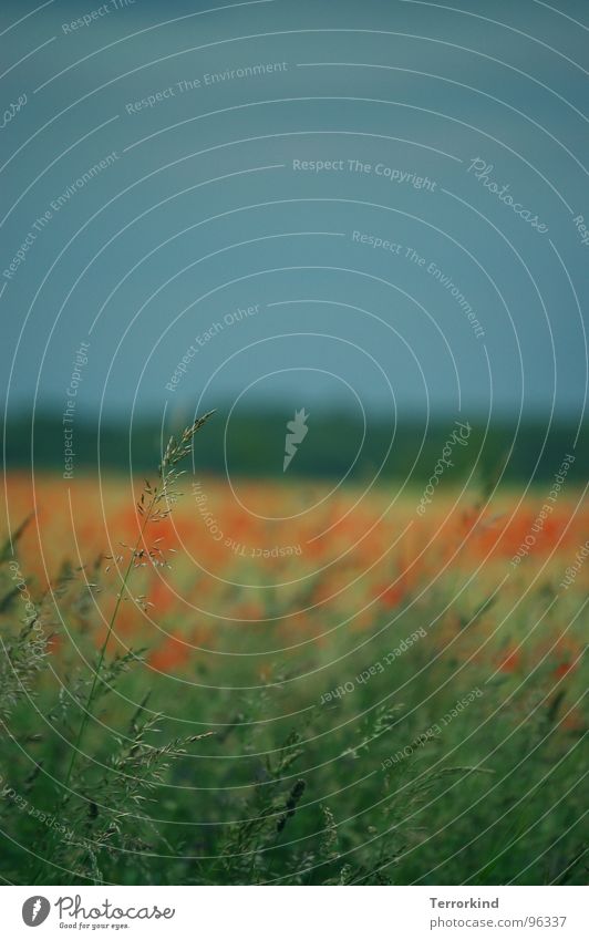 Einzelkampf Gras Halm Feld Wiese Mohn Unschärfe klein außergewöhnlich Genauigkeit einzigartig grün rot Regenwolken groß Ferne Unendlichkeit Sommer Himmel Wind