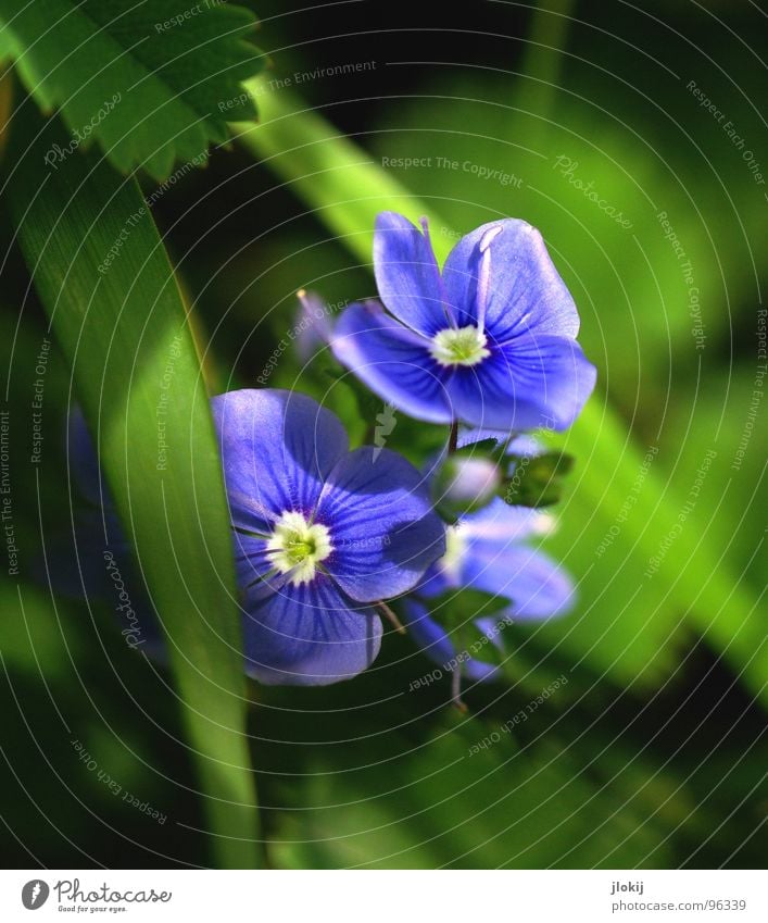 Vergessen... Blume Blüte Wiese Sommer Frühling Farbton Gras Saison Jahreszeiten Vergißmeinnicht Afrika Australien Zierpflanze blau Blütenknospen Blühend Farbe