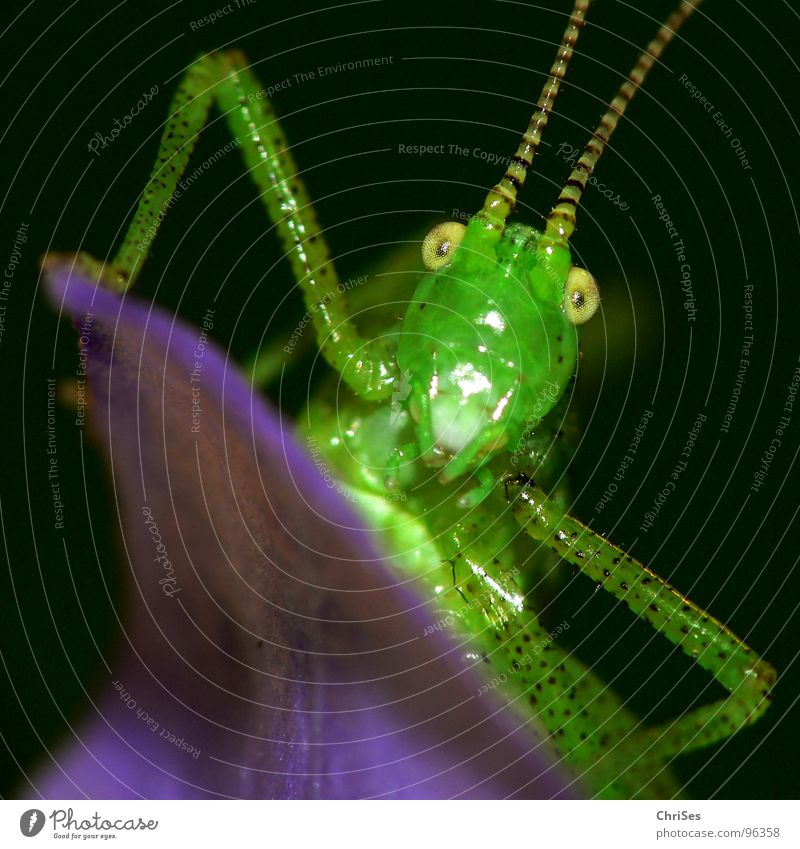 Punktierte Zartschrecke_03 Punktmuster Heuschrecke Heimchen grün violett schwarz Fühler Sommer Insekt Tier hüpfen springen Lebewesen Gras Blüte Makroaufnahme