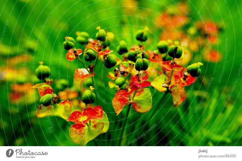 So Zeugs halt Blüte Blume grün rot Wiese klein Fortpflanzung platzen Stengel Pflanze Lebewesen rund Gel mehrfarbig winzig knallig Frühling Jahreszeiten Samen