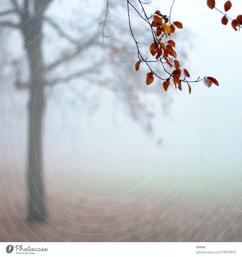 Abtanz II Umwelt Natur Landschaft Herbst Nebel Baum Blatt Ast Herbstlaub Park hängen kalt Trauer Müdigkeit Heimweh Einsamkeit Erschöpfung Leben Stimmung Tod