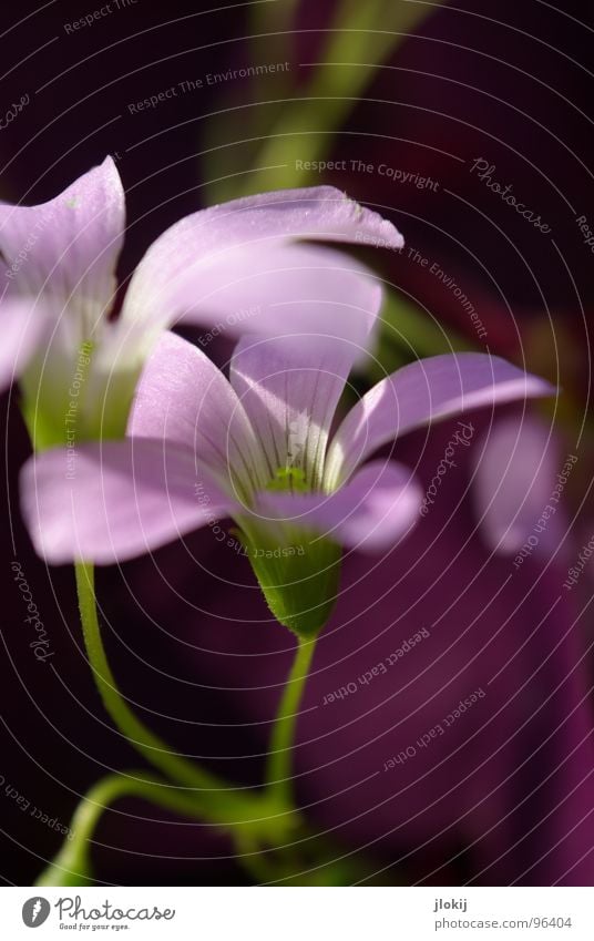 Lila Laune Blume Blüte violett Pflanze Wachstum Staubfäden Licht Stengel grün Strahlung 2 ruhig Gelassenheit zart Frühling Jahreszeiten Natur Blühend Nektar
