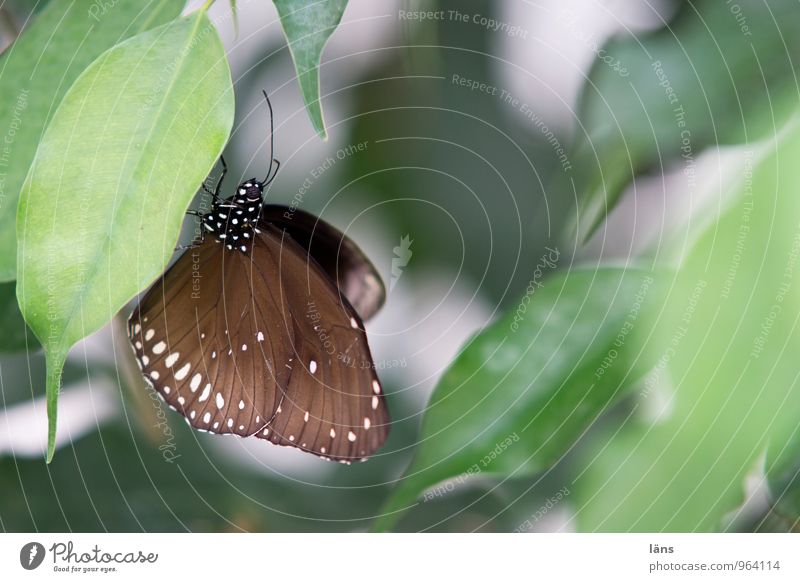 angepasst Tier Schmetterling Flügel 1 Erholung sitzen ästhetisch braun grün Farbfoto Schwache Tiefenschärfe