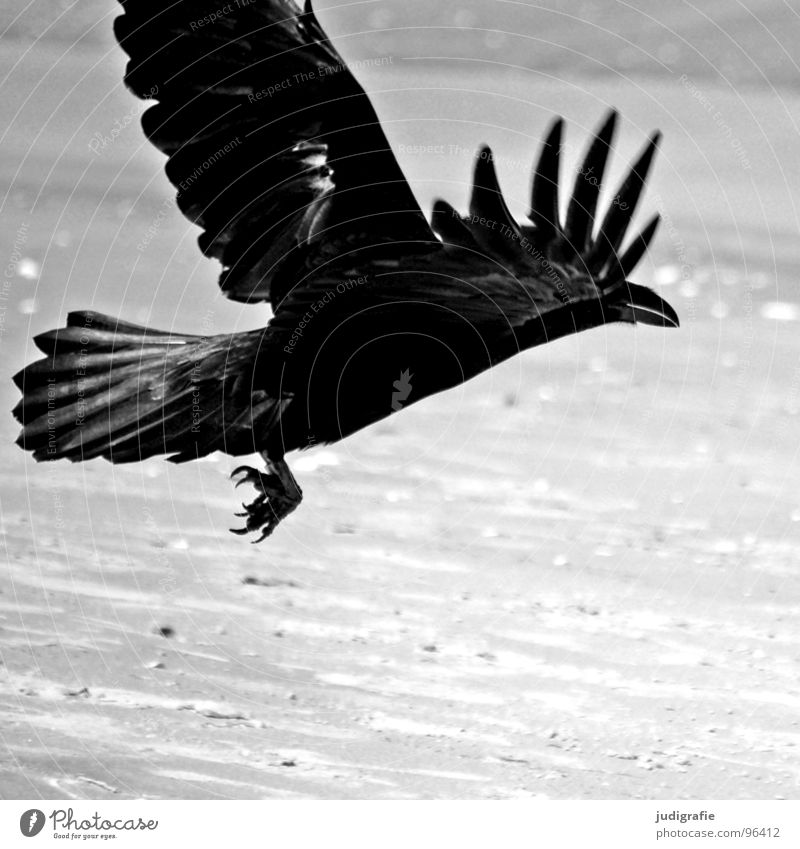 Schwarzer Vogel Krähe Aaskrähe Rabenvögel Tier Strand Küste Meer Schwung Feder schwarz grau Krallen Schwarzweißfoto Luftverkehr Beginn Sand Dynamik Kraft Flügel