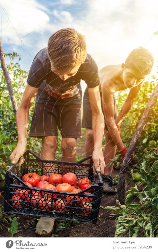jugendliche Erntehelfer pflücken Tomaten Sommer Landwirtschaft Forstwirtschaft maskulin Junge 2 Mensch Natur Sonnenlicht Schönes Wetter Nutzpflanze Feld