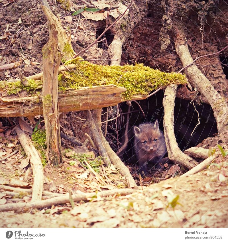 fuchsbau Natur schön grün ein lizenzfreies Stock Foto