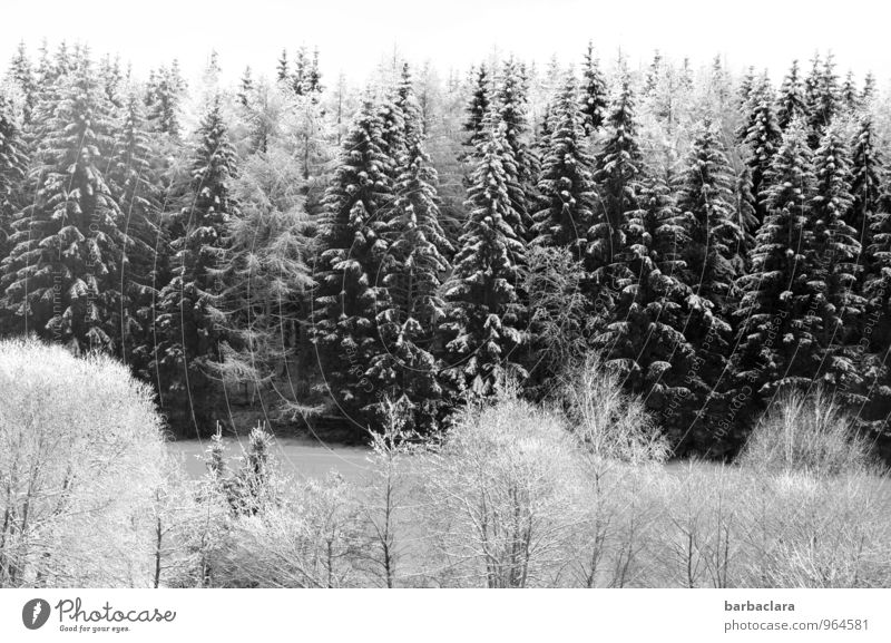 Weiß wie Schnee Himmel Winter Baum Tanne Wald Schwarzwald hell schwarz weiß Stimmung Freude Idylle kalt Klima Natur Sinnesorgane Umwelt Schwarzweißfoto