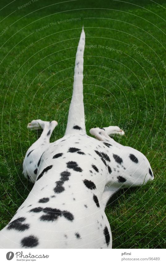 Hundehälfte Dalmatiner Hälfte gepunktet Hinterbein Pfote Schwanz Wiese grün weiß schwarz Säugetier dog chien dalmatian dalmation Punkt Fleck Beine gestreckt
