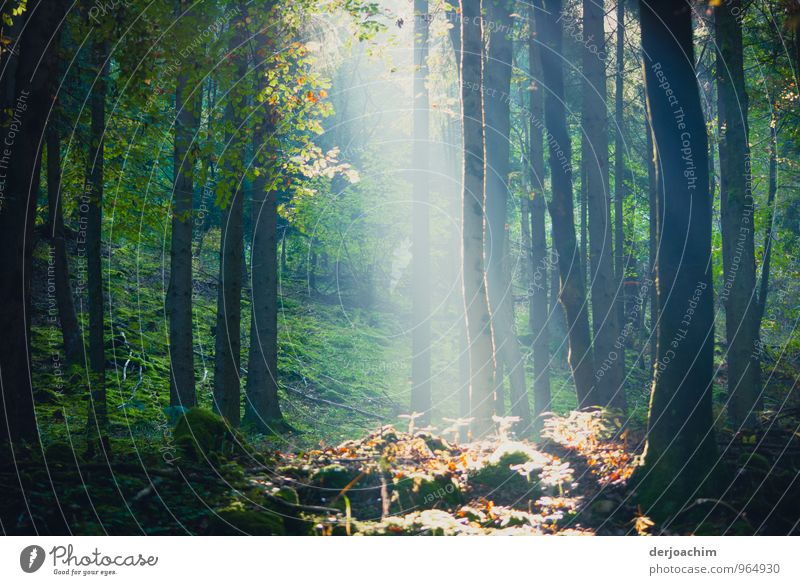 hieb und stichfest / Herbstfarben, im Fränkischen Wald. Die Sonne scheint durch die Bäume in einem Strahl auf bunte Blätter. Freude ruhig Freizeit & Hobby