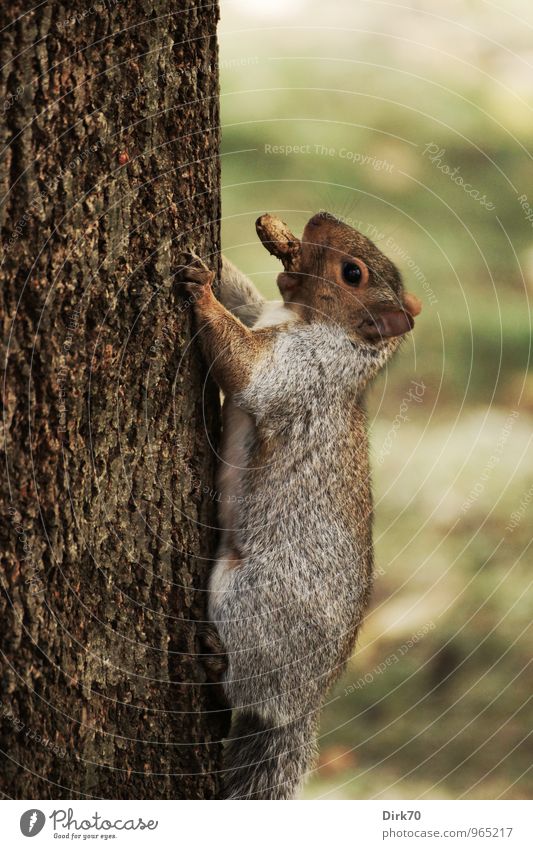 Hinauf, immer hinauf Lebensmittel Erdnuss Umwelt Herbst schlechtes Wetter Baum Baumstamm Garten Park Wiese Wald Montreal Kanada Tier Wildtier Eichhörnchen 1