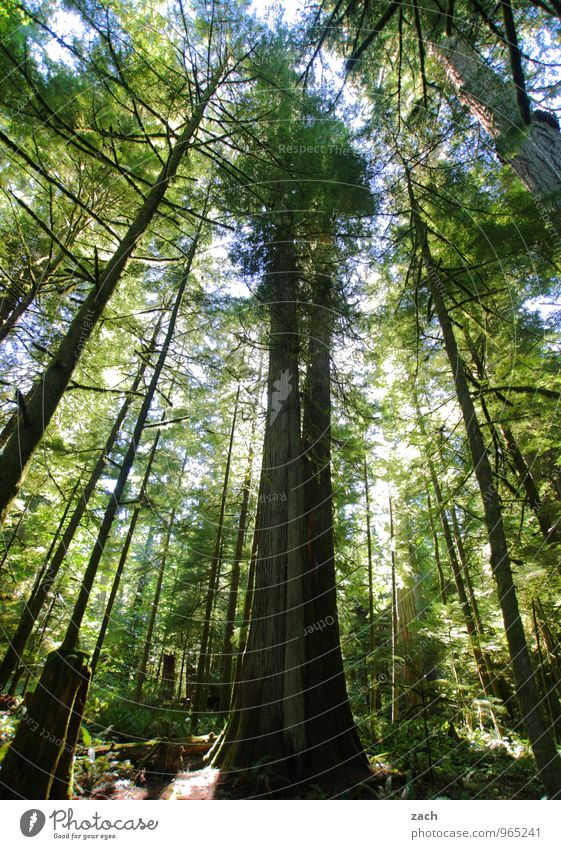überragend Ferne Natur Pflanze Urelemente Himmel Sommer Baum Wildpflanze Zeder Nadelbaum Nadelwald Urwald Park Wald Insel Vancouver Island British Columbia