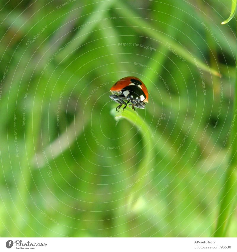 Marienkäfer *2 Glück Erfolg Natur Tier Gras Käfer krabbeln laufen klein Geschwindigkeit grün rot schwarz Insekt winzig Fühler Halm grasgrün Schädlinge Shorts