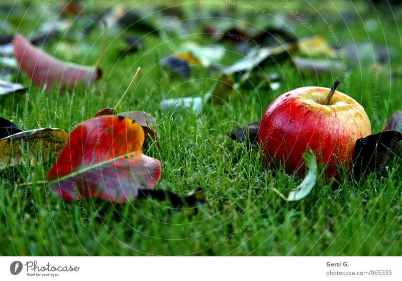 taufrisch Lebensmittel Frucht Apfel Ernährung Vegetarische Ernährung Diät Natur Garten Gesundheit glänzend nass saftig süß grün rot Stimmung Herbst Farbe Rasen