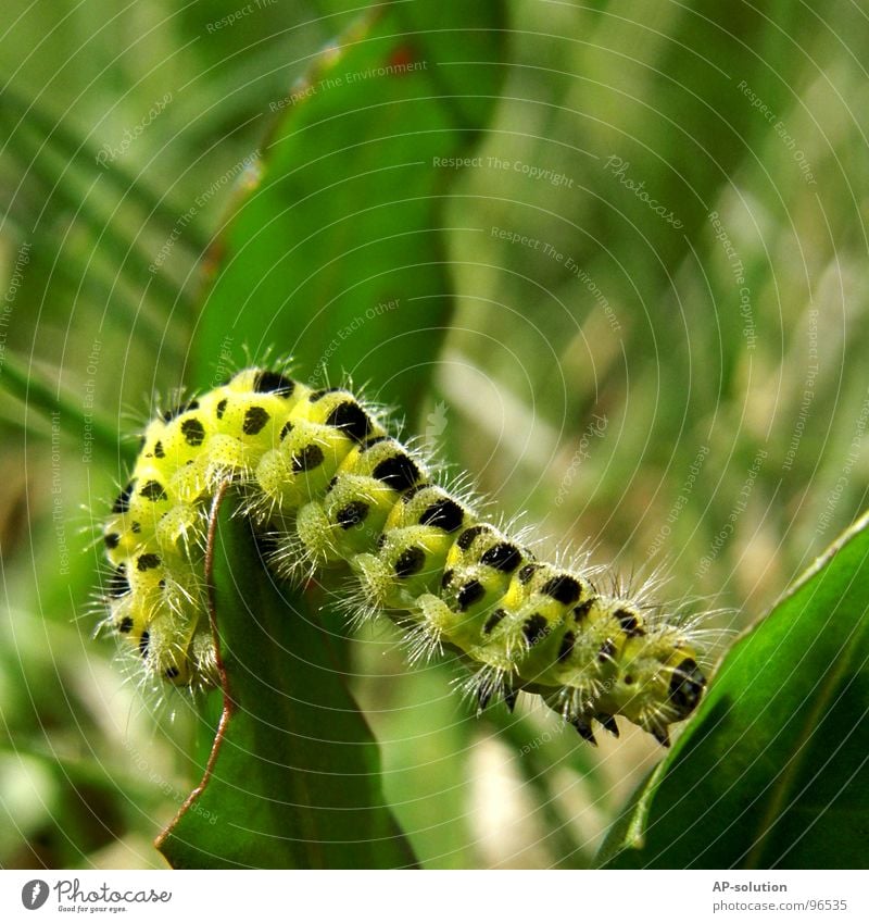 Raupe Larve Metamorphose Entwicklung krabbeln Fressen Schmetterling Hauhechelbläuling zart Fühler Tier Makroaufnahme grün gelb weiß Staub Beine flattern