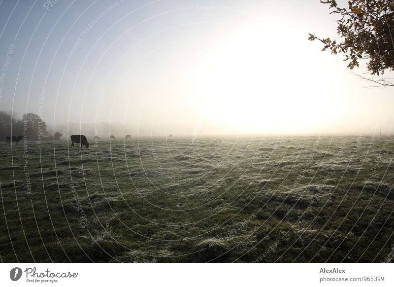 morgens auf'm Weg zur Arbeit Umwelt Natur Landschaft Pflanze Tier Sonnenaufgang Sonnenuntergang Herbst Schönes Wetter Nebel Baum Gras Feld Nutztier Kuh Rind