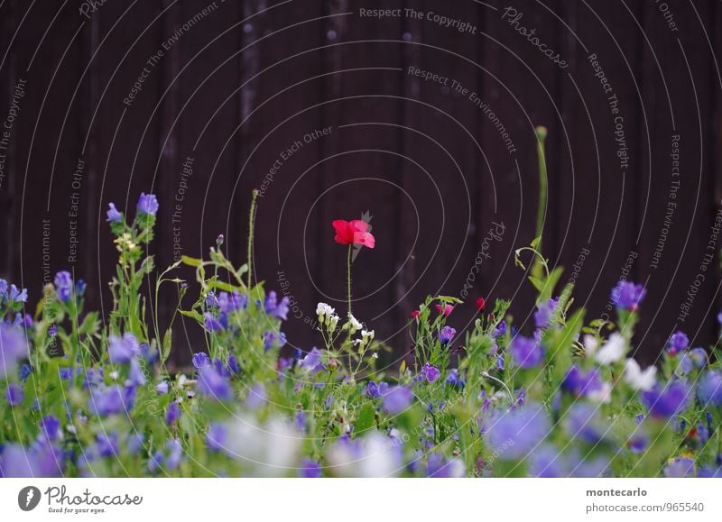 und es war sommer Umwelt Natur Pflanze Sommer Schönes Wetter Blume Blatt Blüte Grünpflanze Wildpflanze Mohn Wiese Holz Duft dünn authentisch frisch klein