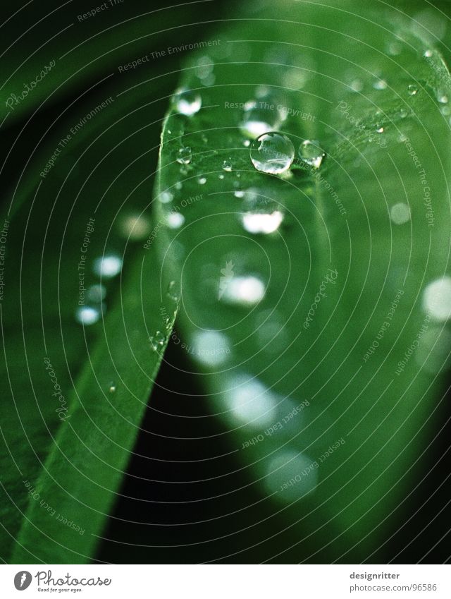 Wie werden Glasperlen hergestellt? Blatt Pflanze grün Lupine zart Wassertropfen Seil Regen gießen