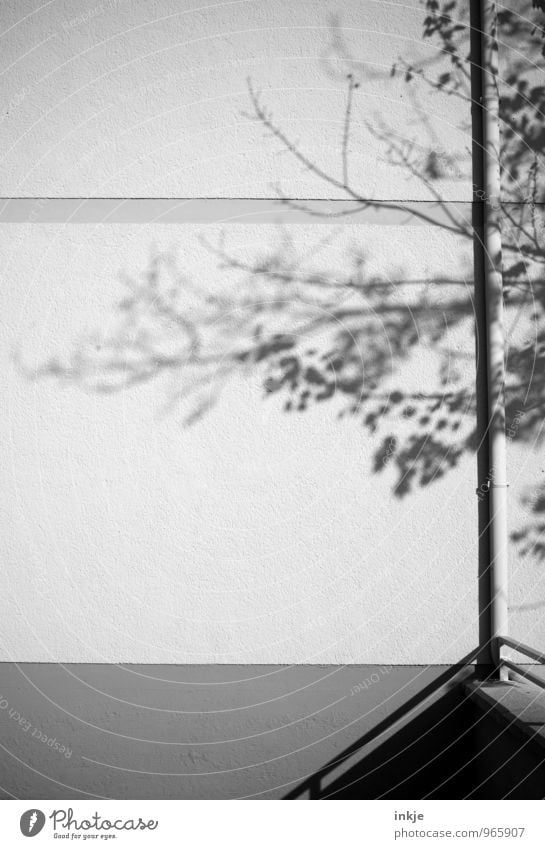 graues Grün Herbst Winter Baum Menschenleer Mauer Wand Fassade Regenrohr dünn einfach lang Stadt Natur Geäst Schattenspiel Schwarzweißfoto Außenaufnahme