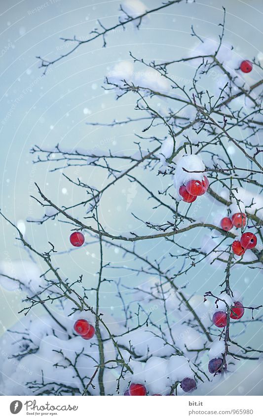 Äpfel im Schlafrock Feste & Feiern Weihnachten & Advent Natur Winter Eis Frost Schnee Schneefall blau rot Apfelbaum Farbfoto