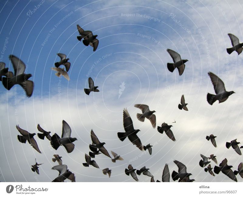ein Taubenmeer in Barcelona Farbfoto Freiheit Himmel Wolken Vogel Flügel fliegen Ferne frei Zusammensein oben viele blau Stimmung Einigkeit Tierliebe träumen
