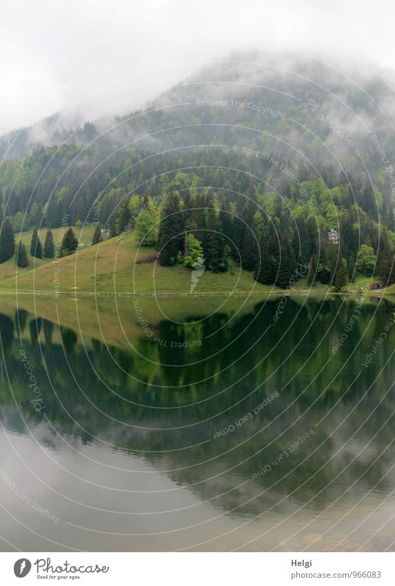 Frühnebel... Umwelt Natur Landschaft Pflanze Frühling Nebel Baum Gras Berge u. Gebirge See stehen Wachstum ästhetisch authentisch natürlich grau grün Stimmung