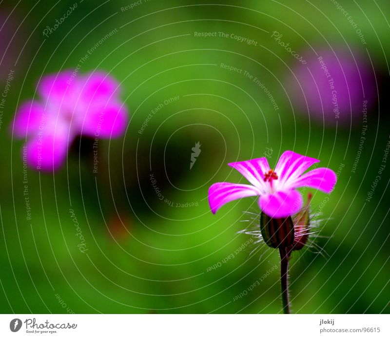 Blümlies... Blume Blüte violett Pflanze Wachstum Staubfäden Stengel grün Strahlung 2 ruhig Gelassenheit zart Frühling Jahreszeiten 3 Garten Park Natur Blühend