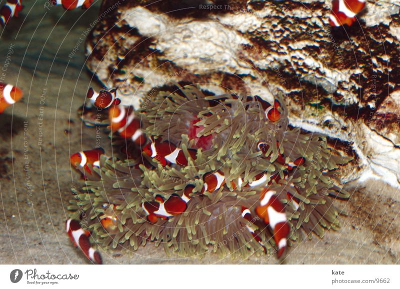 Findet Nemo? Clownfisch Anemonenfische Meer Aquarium Südafrika Kapstadt mehrfarbig Riff Two Oceans