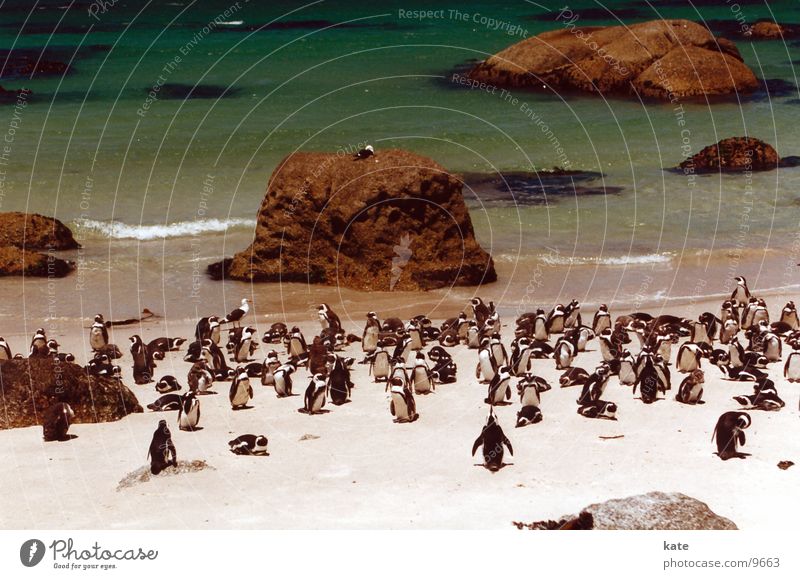 Jackass Pinguine Tier Strand Südafrika Meer Boulders Beach Felsen