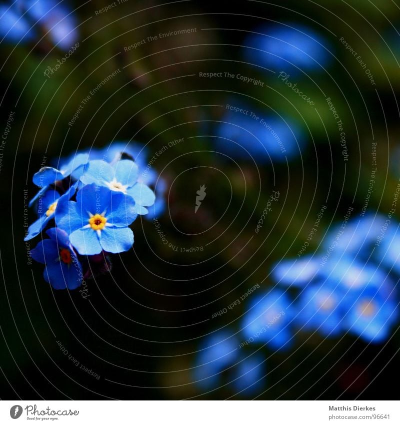 SHINING Blume Blüte Unschärfe glänzend schimmern Schweben schwarz gelb Vergißmeinnicht Balkon Pflanze atmen Luft Sommer Freizeit & Hobby blau Garten