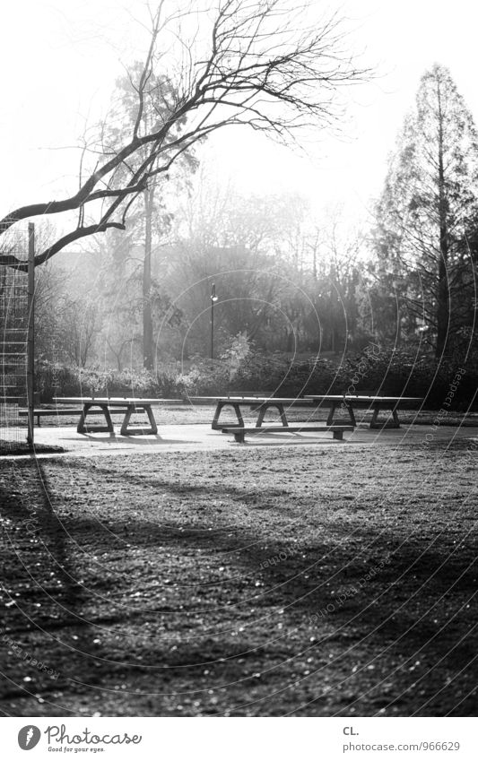 ping pong park Freizeit & Hobby Tischtennis Tischtennisplatte Sportstätten Umwelt Natur Landschaft Sonnenlicht Herbst Wetter Schönes Wetter Baum Sträucher Park