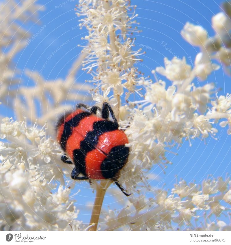 Querstreifen machen dick! rot schwarz weiß himmelblau Käferbein zerzaust Blüte Pflanze Insekt krabbeln Sommer Schönes Wetter Sträucher gestreift beleidigt