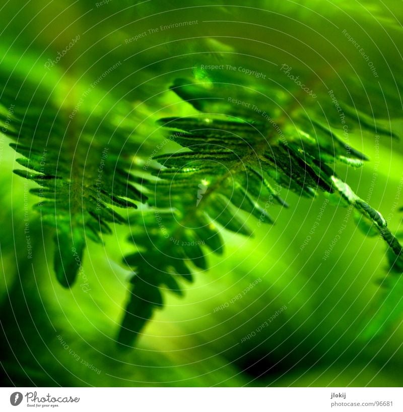 Farnsehen Pflanze grün Schatten feucht dunkel Biologie Wachstum Echte Farne Sporen Frühling berühren zart weich Unschärfe Licht Natur Wedel Hexenkraut sanft